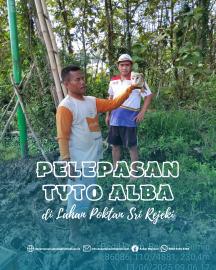 Rubuha siap huni, burung Tyto Alba dilepasliarkan